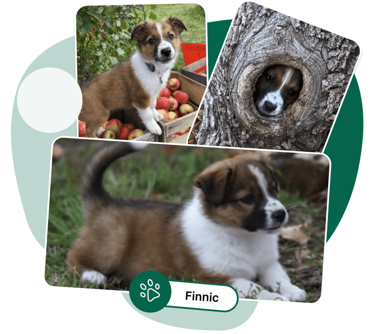 Finnic Finnic