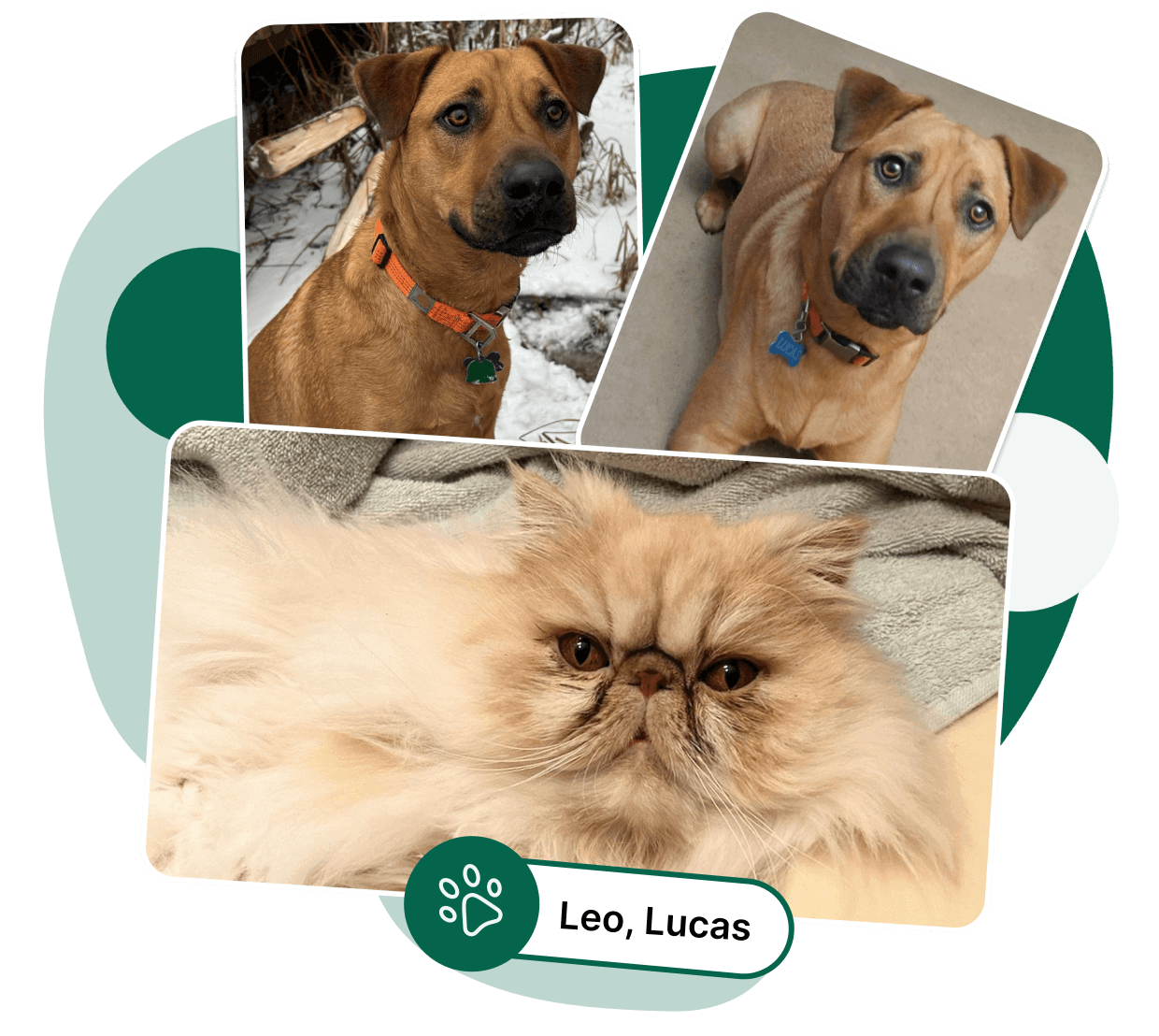 Leo-Lucas-image Leo-Lucas-image
