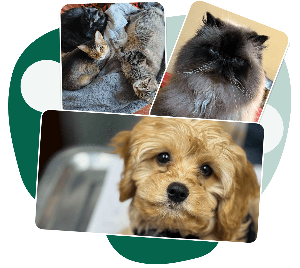 cat-with-brown-dog cat-with-brown-dog
