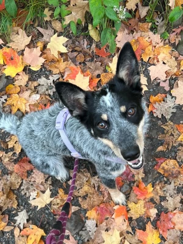 dog-looking-up-side